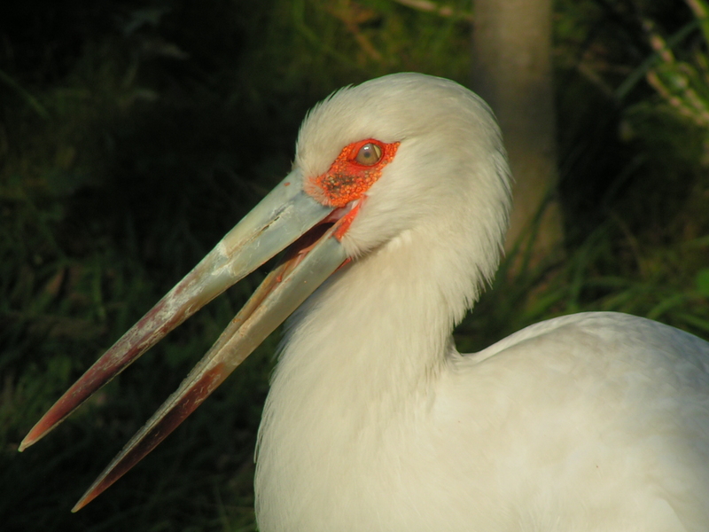 Maguari Stork (Ciconia maguari) - Wiki; DISPLAY FULL IMAGE.