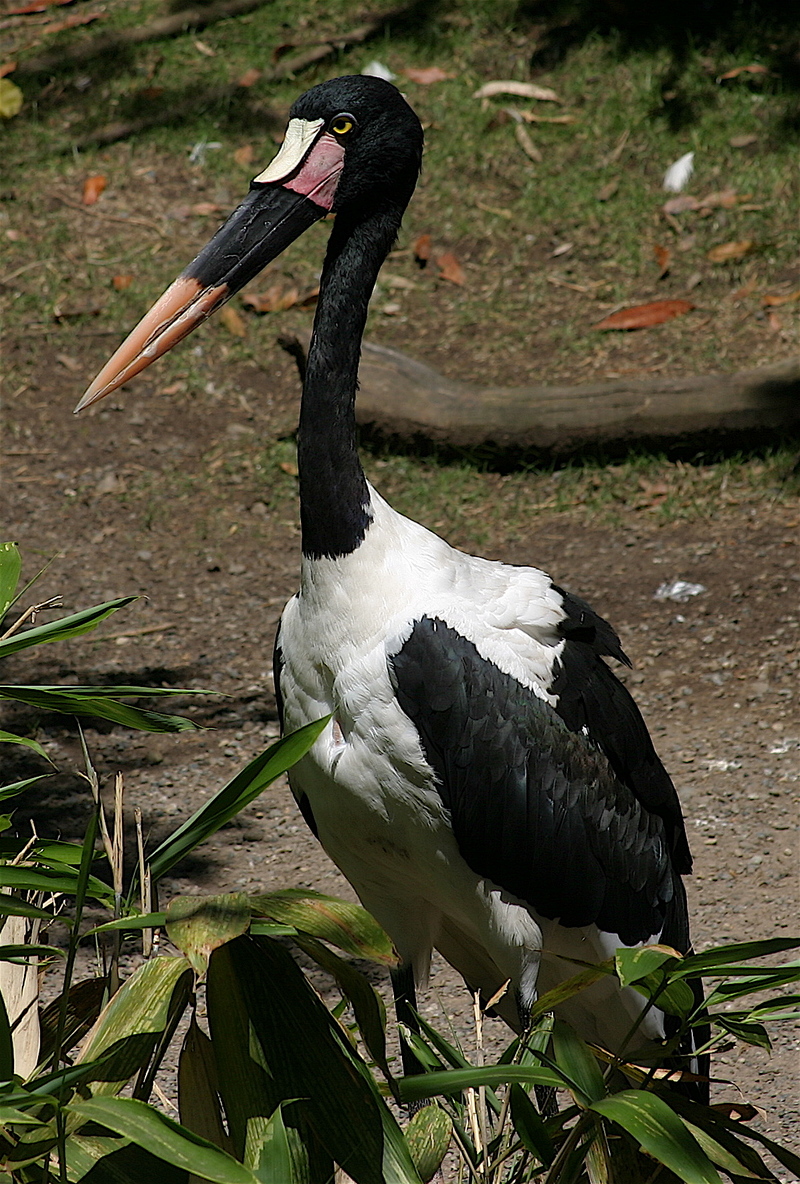 Saddle-billed Stork (Ephippiorhynchus senegalensis) - Wiki; DISPLAY FULL IMAGE.