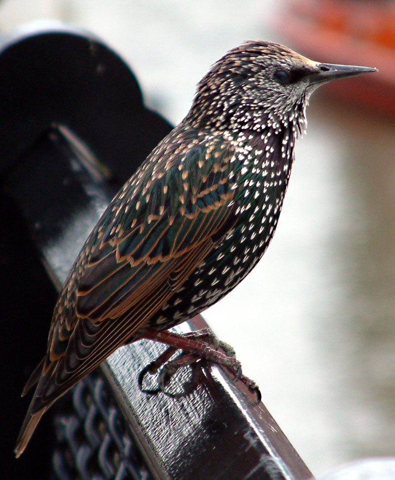 Starling (Family: Sturnidae) - Wiki; DISPLAY FULL IMAGE.