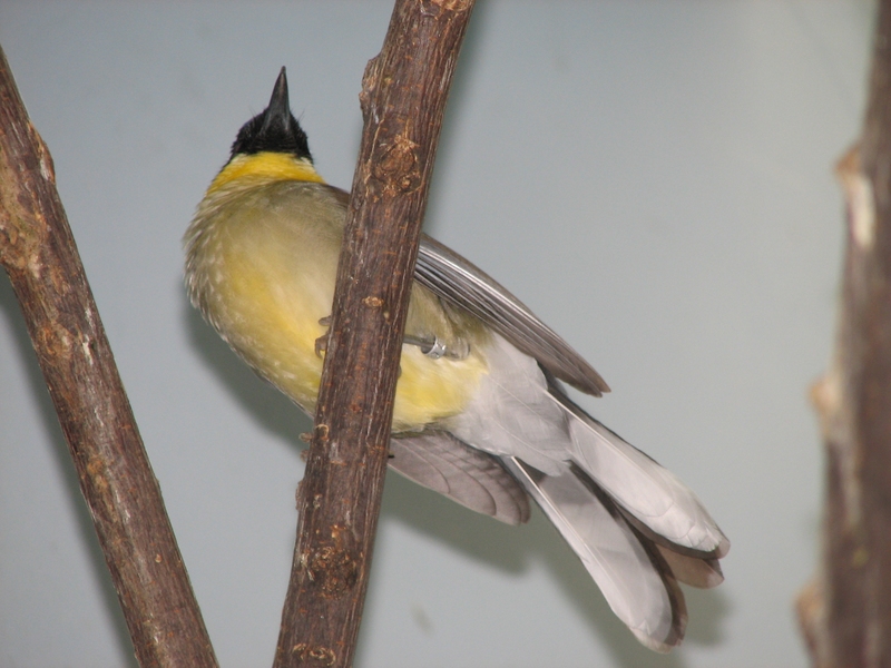 Golden Myna (Mino anais) - Wiki; DISPLAY FULL IMAGE.