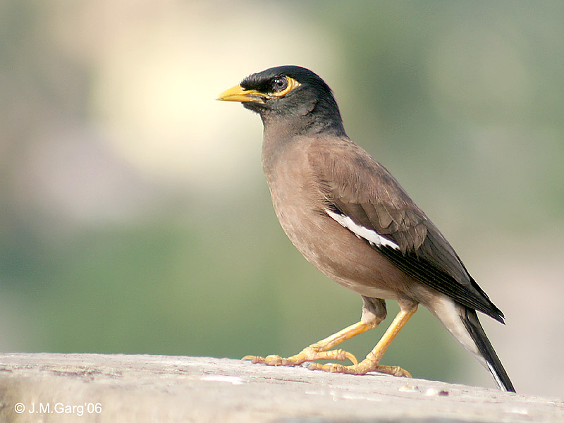 Common Myna (Acridotheres tristis), India; DISPLAY FULL IMAGE.