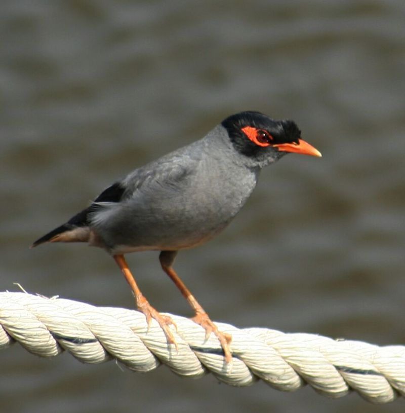 Bank Myna (Acridotheres ginginianus) - Wiki; DISPLAY FULL IMAGE.