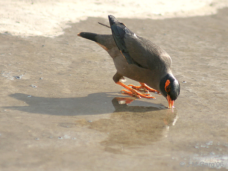 Bank Myna (Acridotheres ginginianus) drinking water; DISPLAY FULL IMAGE.