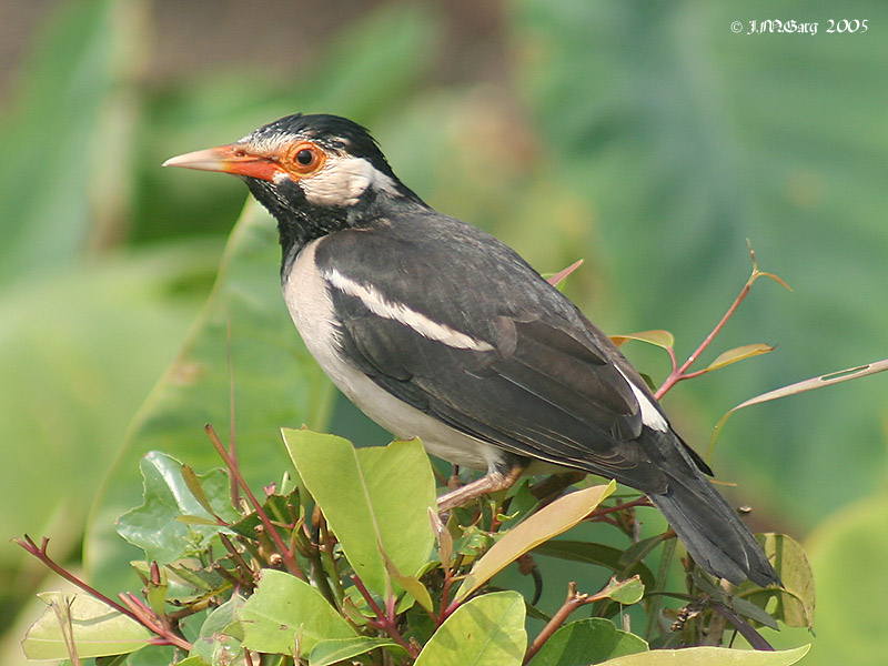 Asian Pied Starling (Sturnus contra) - Wiki; DISPLAY FULL IMAGE.