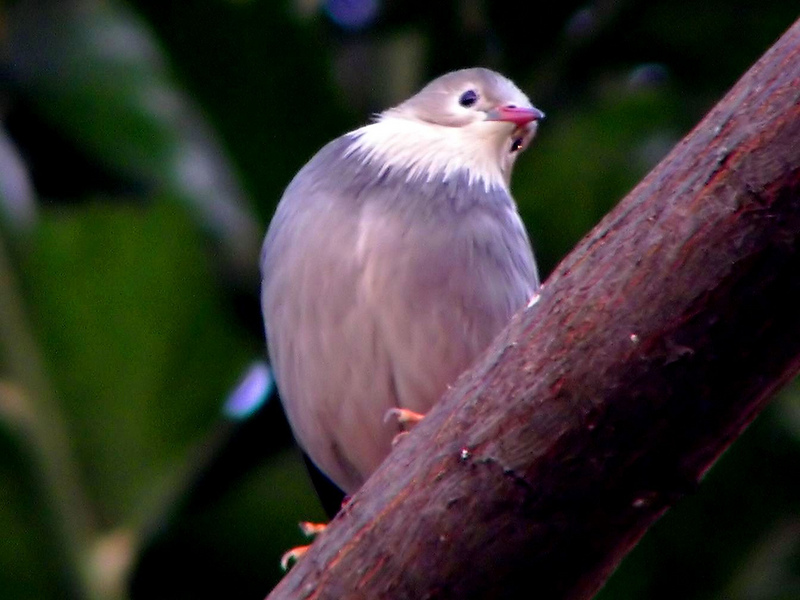 Red-billed Starling (Sturnus sericeus) - Wiki; DISPLAY FULL IMAGE.