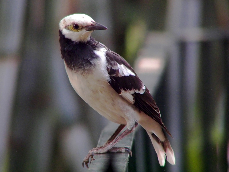 Black-collared Starling (Sturnus nigricollis) - Wiki; DISPLAY FULL IMAGE.