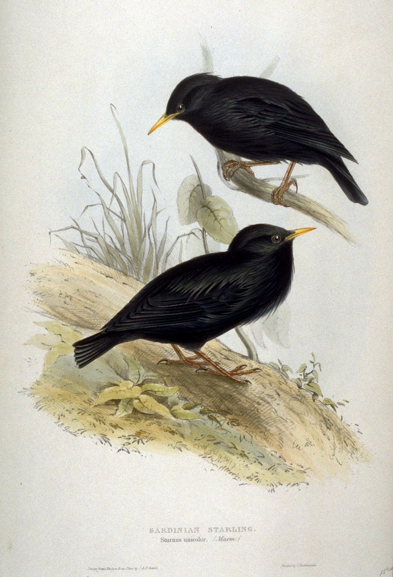 Spotless Starling (Sturnus unicolor) - Wiki; DISPLAY FULL IMAGE.