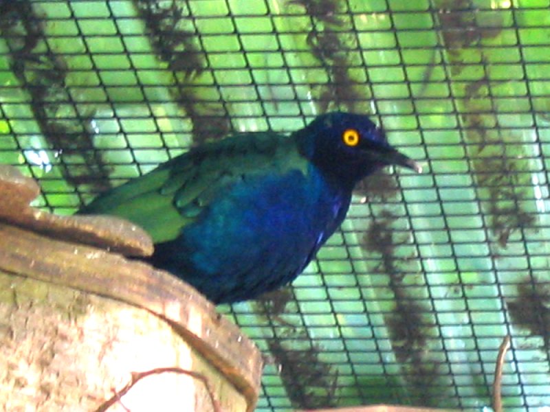 Purple Glossy-starling (Lamprotornis purpureus) - Wiki; DISPLAY FULL IMAGE.