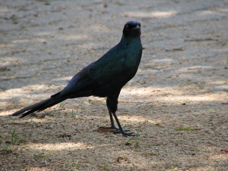 Burchell's Glossy-starling (Lamprotornis australis) - Wiki; DISPLAY FULL IMAGE.