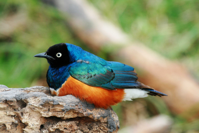 Superb Starling (Lamprotornis superbus) - Wiki; DISPLAY FULL IMAGE.