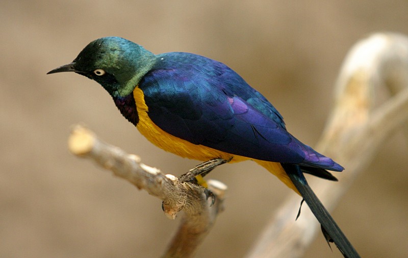 Golden-breasted Starling (Cosmopsarus regius) - Wiki; DISPLAY FULL IMAGE.