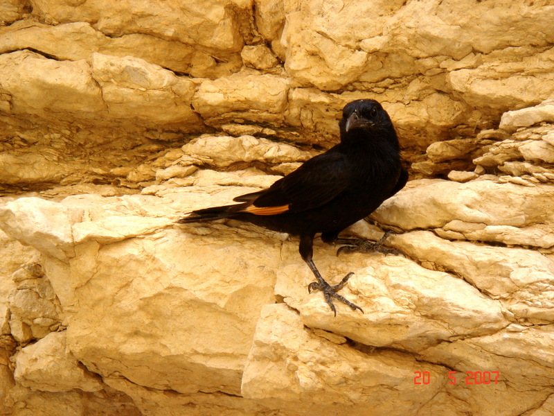 Tristram's Starling (Onychognathus tristramii) - Wiki; DISPLAY FULL IMAGE.