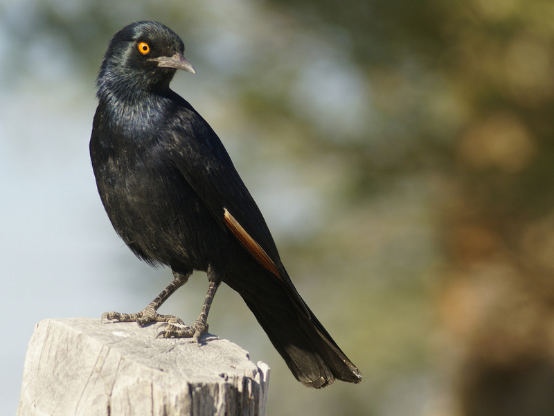 Pale-winged Starling (Onychognathus nabouroup) - Wiki; DISPLAY FULL IMAGE.