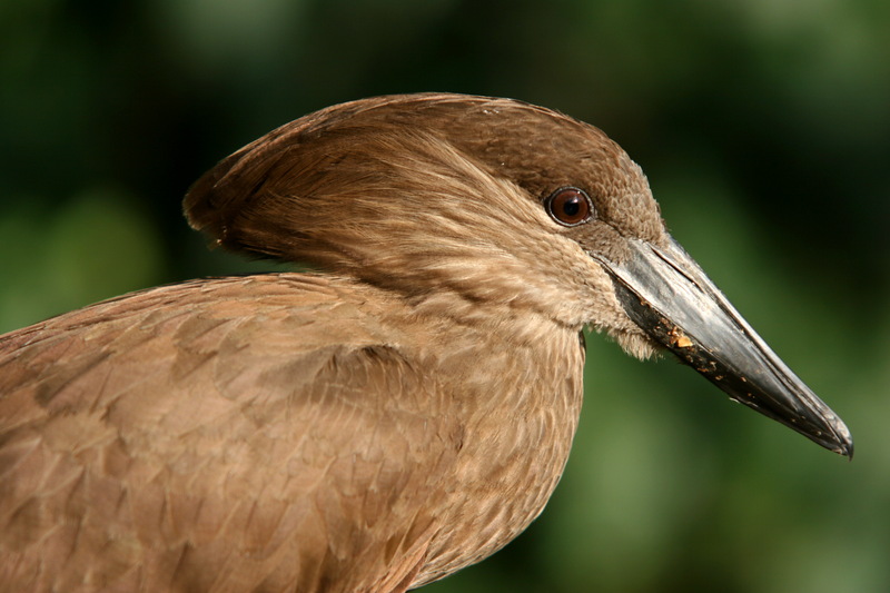 Hammerkop (Scopus umbretta) - Wiki; DISPLAY FULL IMAGE.