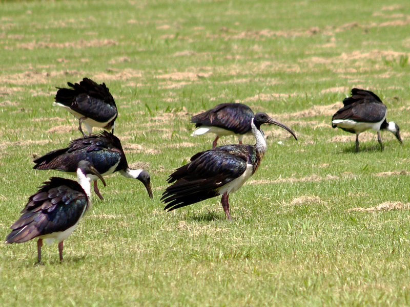 Straw-necked Ibis (Threskiornis spinicollis) - Wiki; DISPLAY FULL IMAGE.