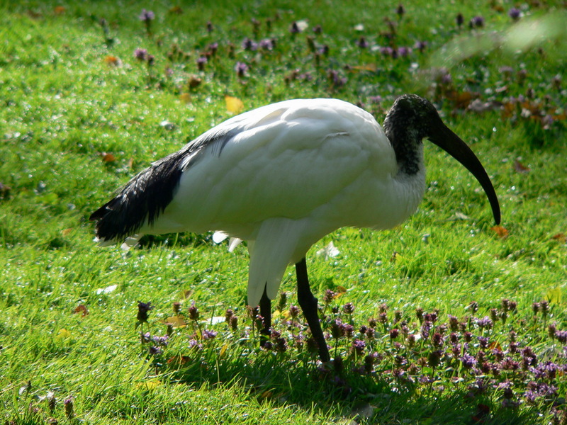 Sacred Ibis (Threskiornis aethiopicus) - Wiki; DISPLAY FULL IMAGE.