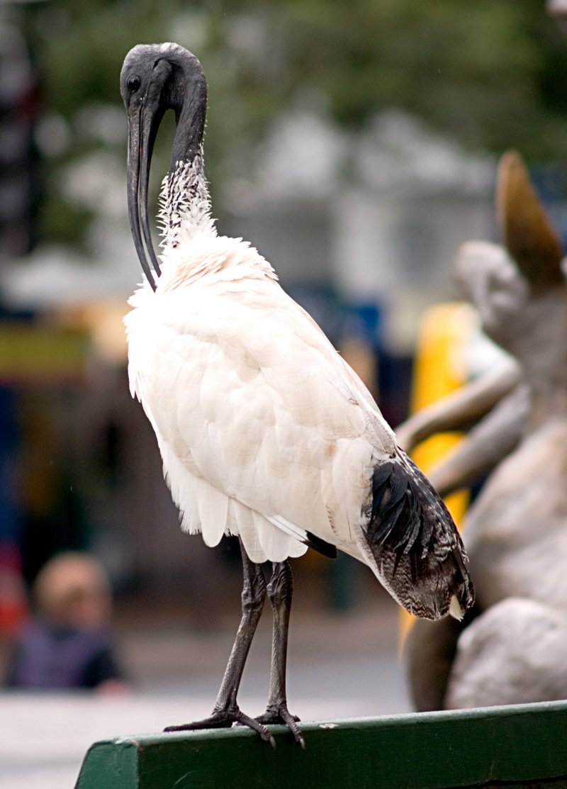 Australian White Ibis (Threskiornis molucca) - Wiki; DISPLAY FULL IMAGE.