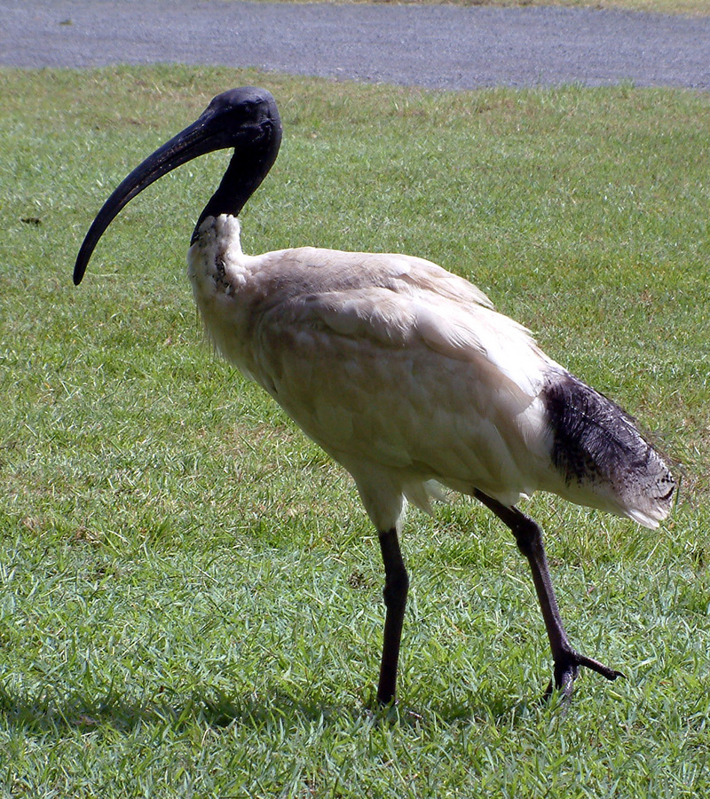 Australian White Ibis (Threskiornis molucca); DISPLAY FULL IMAGE.