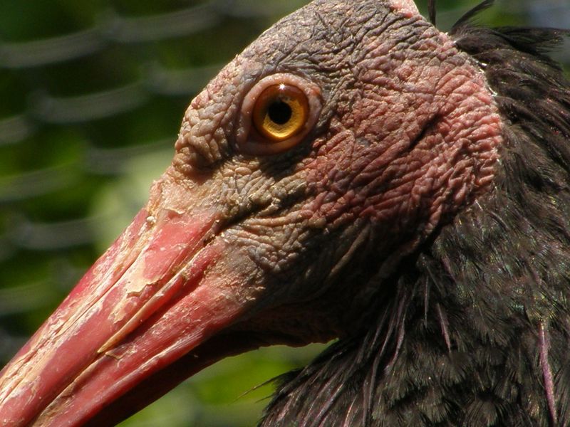 Northern Bald Ibis (Geronticus eremita) closeup; DISPLAY FULL IMAGE.