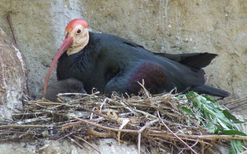 Southern Bald Ibis (Geronticus calvus) with chick; DISPLAY FULL IMAGE.
