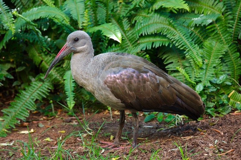 Hadada Ibis (Bostrychia hagedash) - Wiki; DISPLAY FULL IMAGE.
