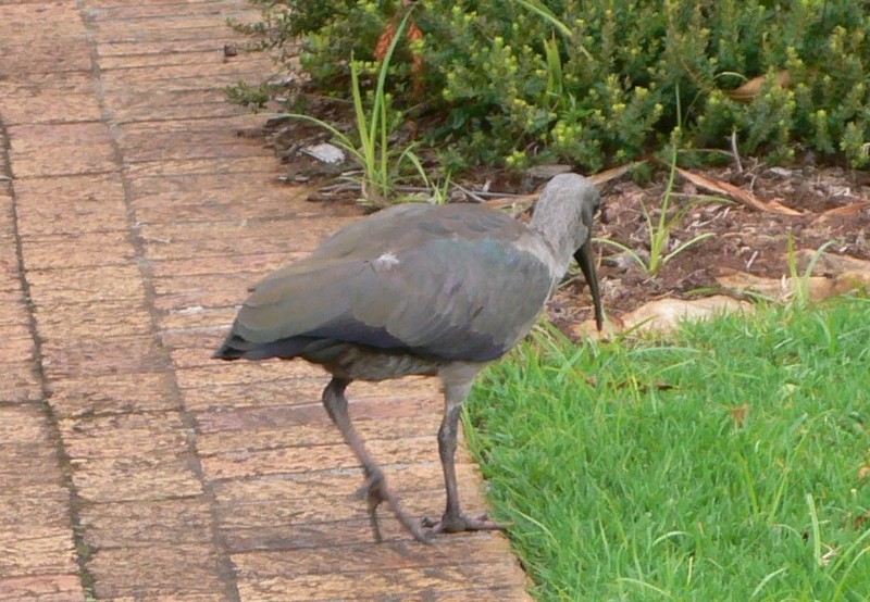 Hadada Ibis (Bostrychia hagedash); DISPLAY FULL IMAGE.