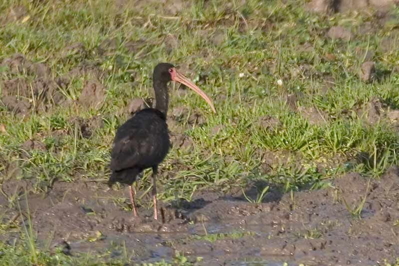 Whispering Ibis (Phimosus infuscatus) - Wiki; DISPLAY FULL IMAGE.
