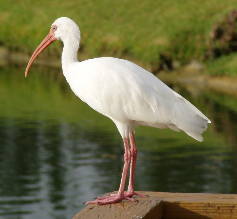 American White Ibis (Eudocimus albus) - Wiki; DISPLAY FULL IMAGE.