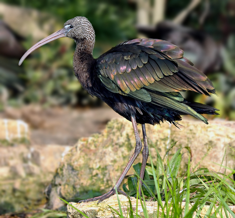 Glossy Ibis (Plegadis falcinellus) - Wiki; DISPLAY FULL IMAGE.