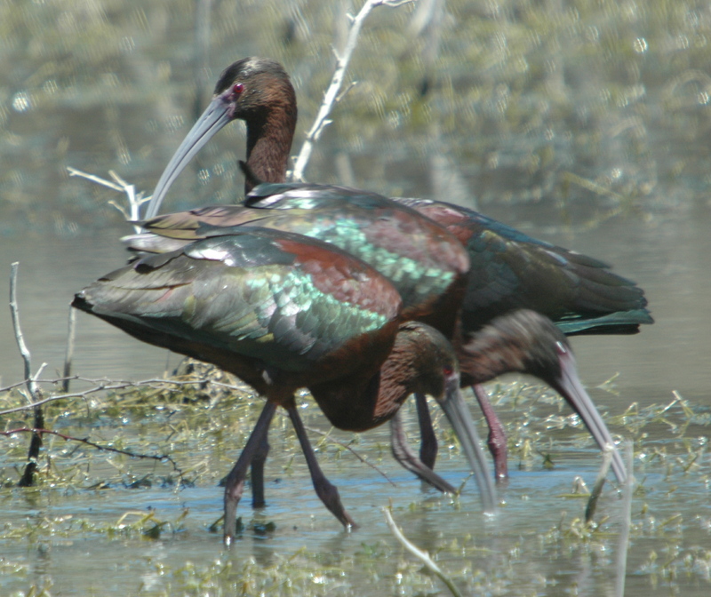 White-faced Ibis (Plegadis chihi) - Wiki; DISPLAY FULL IMAGE.