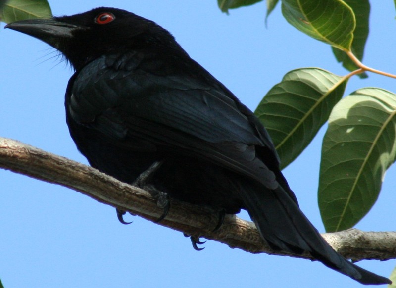 Spangled Drongo (Dicrurus bracteatus) - Wiki; DISPLAY FULL IMAGE.