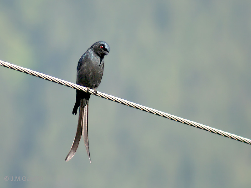 Ashy Drongo (Dicrurus leucophaeus) - Wiki; DISPLAY FULL IMAGE.