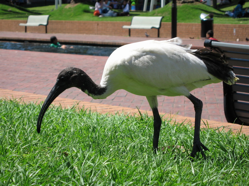 Australian White Ibis (Threskiornis molucca); DISPLAY FULL IMAGE.