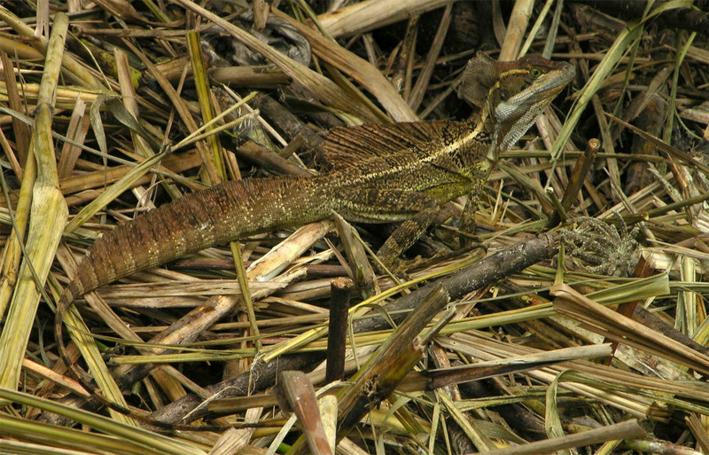 Common Basilisk (Basiliscus basiliscus) - Wiki; DISPLAY FULL IMAGE.