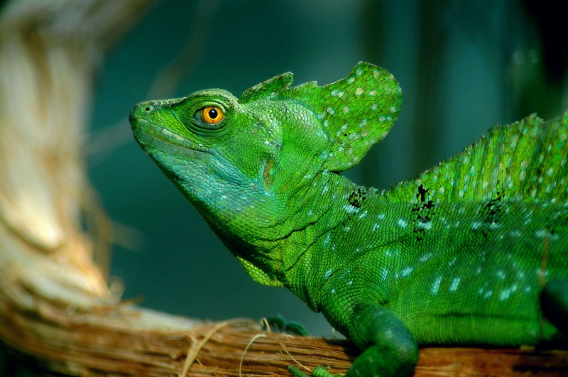 Plumed Basilisk (Basiliscus plumifrons) - Wiki; DISPLAY FULL IMAGE.