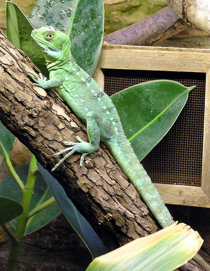 Plumed Basilisk (Basiliscus plumifrons) female; DISPLAY FULL IMAGE.