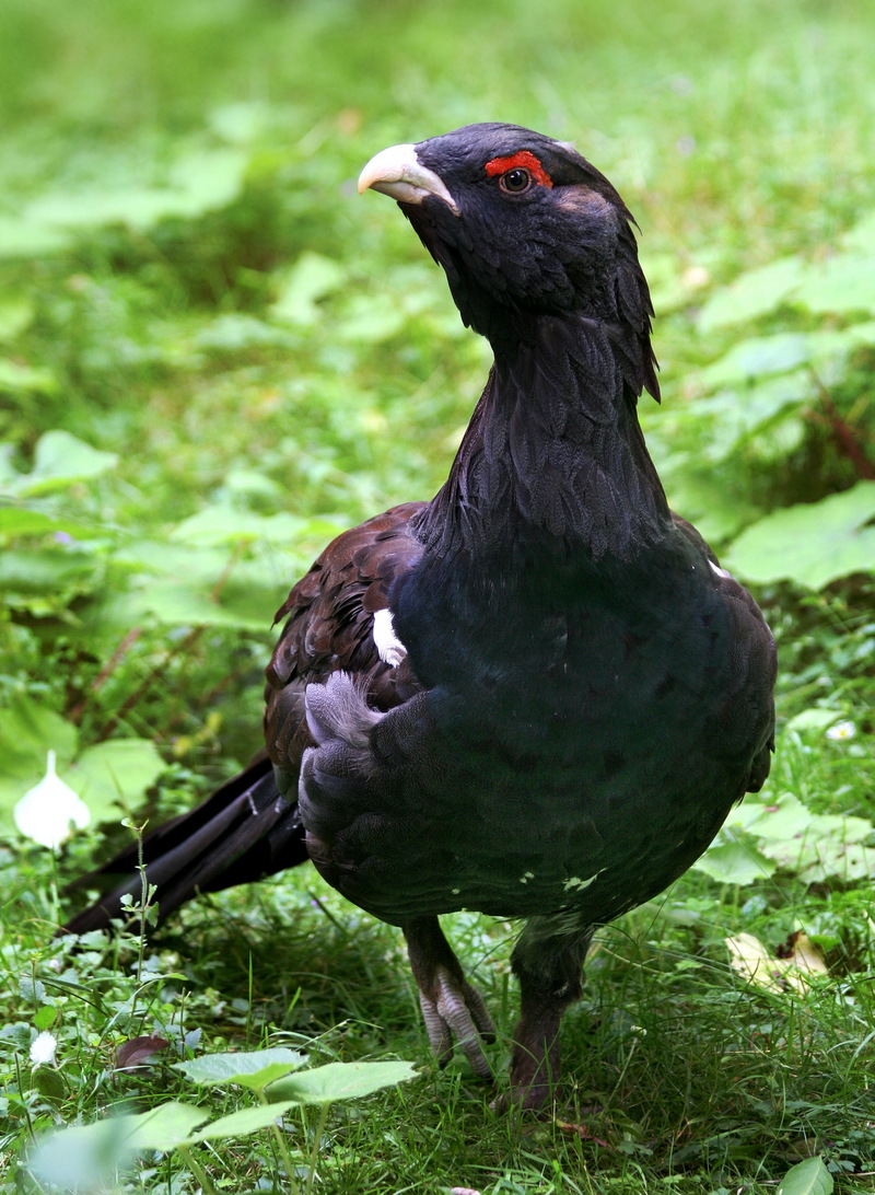 Grouse (Family: Tetraonidae, Genus: Tetrao) - Wiki; DISPLAY FULL IMAGE.