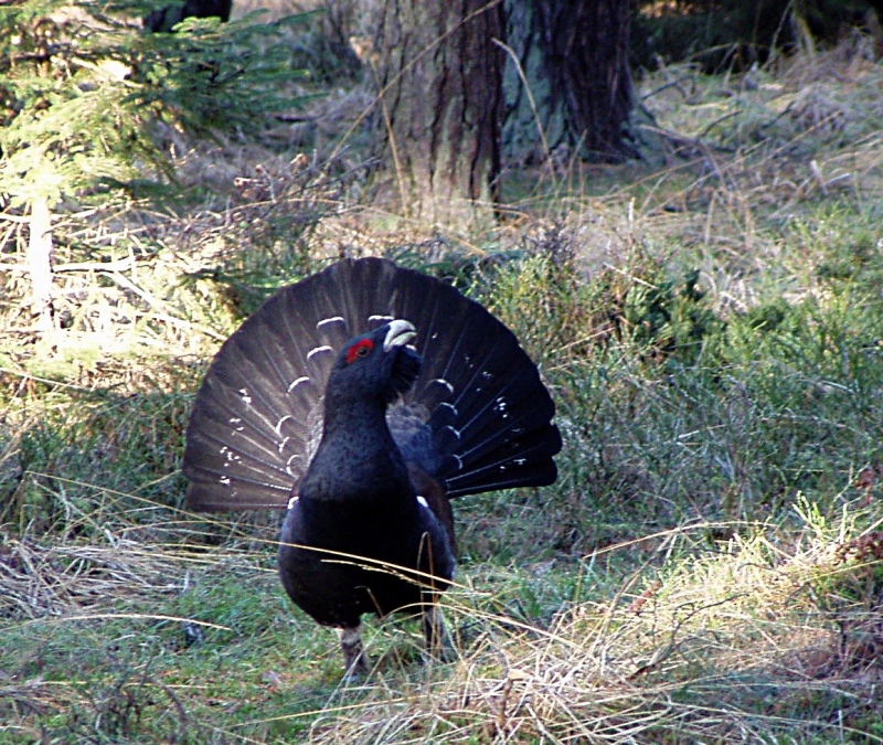 Western Capercaillie, Wood Grouse (Tetrao urogallus) - Wiki; DISPLAY FULL IMAGE.