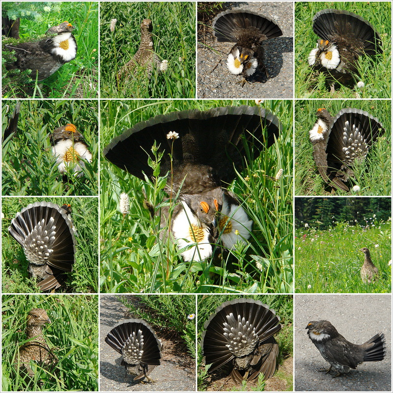 Sooty Grouse (Dendragapus fuliginosus) male and female; DISPLAY FULL IMAGE.