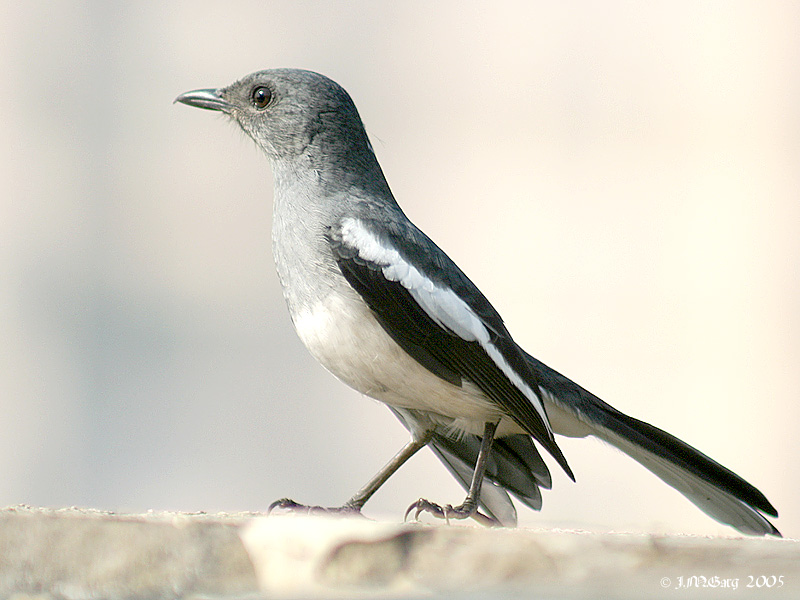 Oriental Magpie Robin (Copsychus saularis) female; DISPLAY FULL IMAGE.