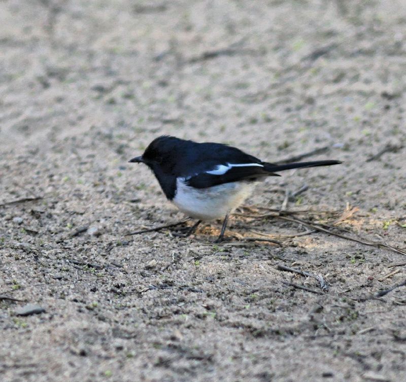 Madagascar Magpie-robin (Copsychus albospecularis) - Wiki; DISPLAY FULL IMAGE.