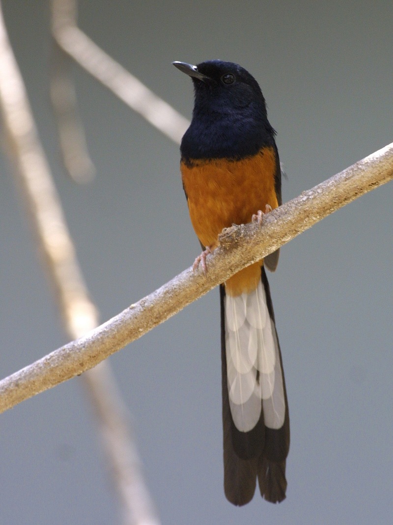 White-rumped Shama (Copsychus malabaricus) - Wiki; DISPLAY FULL IMAGE.