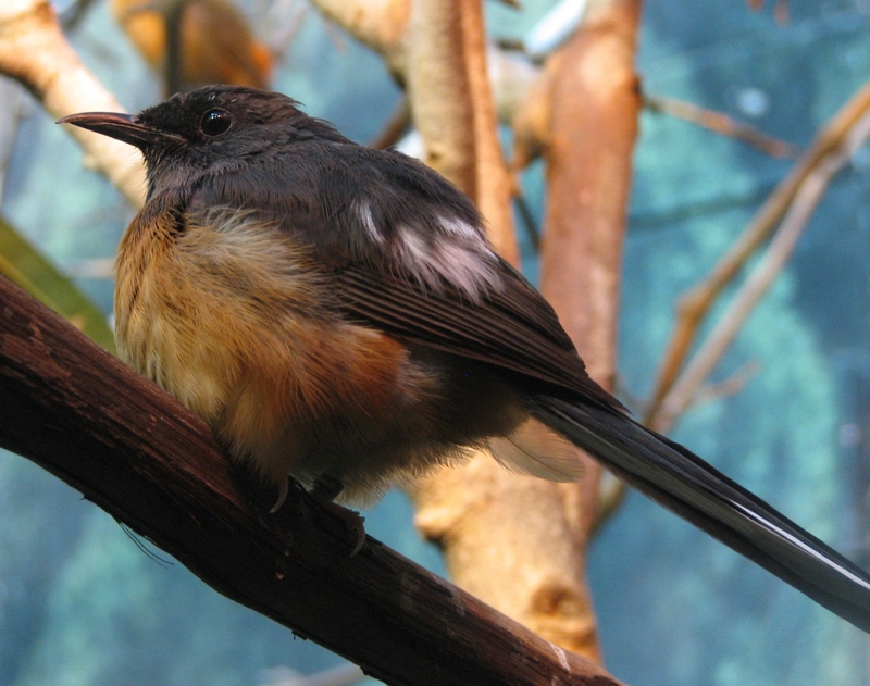 White-rumped Shama Thrush (Copsychus malabaricus); DISPLAY FULL IMAGE.