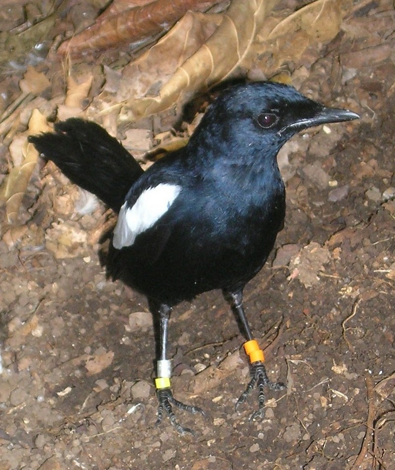 Seychelles Magpie Robin (Copsychus sechellarum) - Wiki; DISPLAY FULL IMAGE.