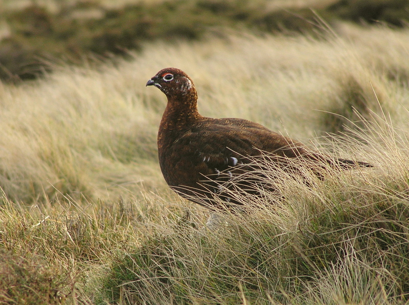 Red Grouse (Lagopus lagopus scoticus) - Wiki; DISPLAY FULL IMAGE.