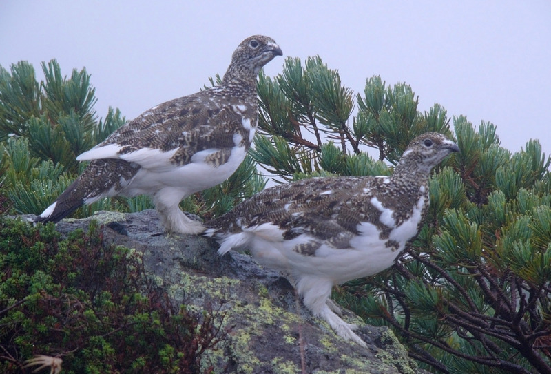 Rock Ptarmigan (Lagopus muta) - Wiki; DISPLAY FULL IMAGE.