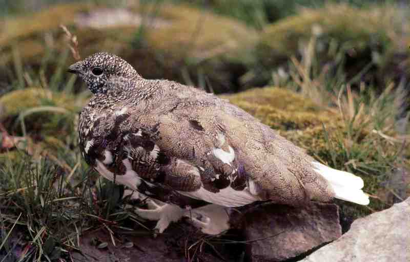 White-tailed Ptarmigan (Lagopus leucura) - Wiki; DISPLAY FULL IMAGE.