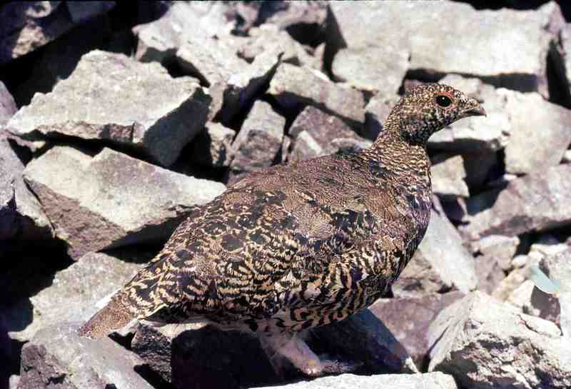 Grouse (Family: Tetraonidae, Genus: Lagopus) - Wiki; DISPLAY FULL IMAGE.