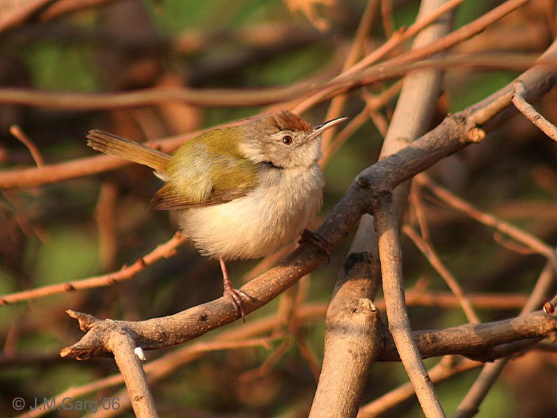 Tailorbird (Family: Sylviidae, Genus: Orthotomus) - Wiki; DISPLAY FULL IMAGE.