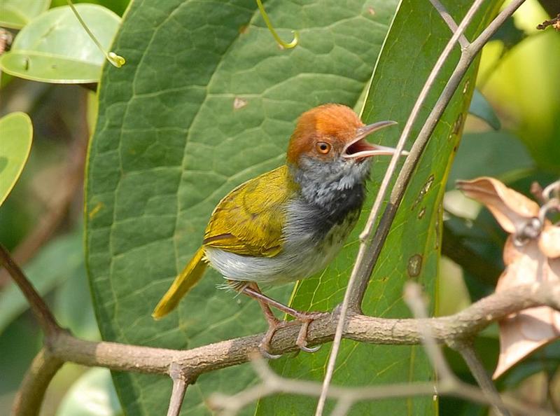 Dark-necked Tailorbird (Orthotomus atrogularis) - Wiki; DISPLAY FULL IMAGE.